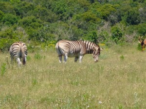 Addo Elephant Park