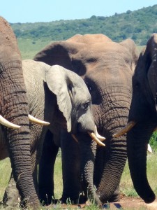 Addo Elephant Park